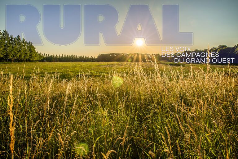 Beautiful shot of a grassy field and trees in the distance with the sun shining in the sky